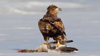 White Tailed Eagle Attack Greylag Goose [upl. by Sidnee188]