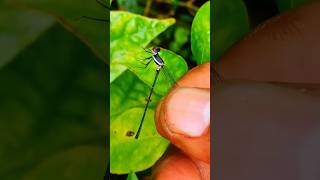 Damselfly How to catch 😯🤫 animals insects damselfly trending viralvideo viralshorts shorts [upl. by Biancha]