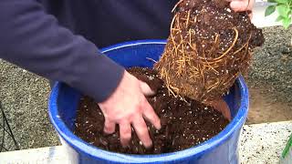 How to plant clematis in containers [upl. by Zamir]