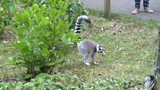 Lemur stink fight [upl. by Hughie648]