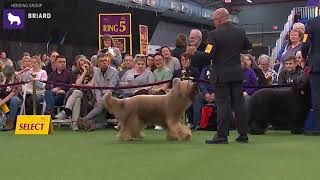 Briards  Breed Judging 2020 [upl. by Naltiac191]