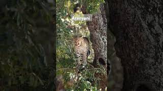 The beautiful Aranyani female of the Malelane area in KNP wildlife leopard nature animals [upl. by Leirad]