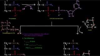 Glycerophospholipid Synthesis Part 4 of 4  Eukaryotes [upl. by Phyl]