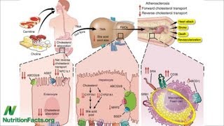 Carnitine Choline Cancer and Cholesterol The TMAO Connection [upl. by Hawken]