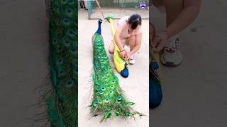 Pretty Peacock toy peacock shorts music love song bollywood hindisong bdsports [upl. by Studley]