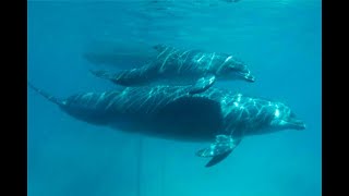 Dos delfines nacieron en el Oceanario de Islas del Rosario Cartagena  Noticias Caracol [upl. by Marwin]