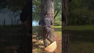 Dropping A Loblolly Tree With A Stihl Ms 661 treelife arborist lumberjack stihl arbortecfw [upl. by Lentha]