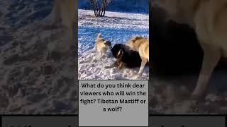 Tibetan Mastiff Attacks WolvesTibetan Mastiff vs Wolf shorts [upl. by Aila]