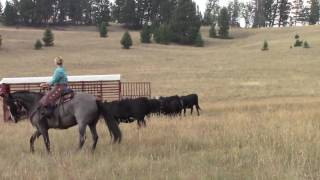 Loading Cattle Into Trailer in Pasture [upl. by Herbst88]