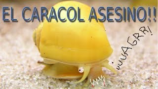 CARACOL MANZANA ASESINO ACUARIOS TROPICALES  ALEVINES DÍA 88  DIARIO DE UN ACUARIO [upl. by Patnode648]