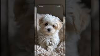 Sabko bahar Ho cute dogs 🐕🐶short [upl. by Eirtemed]