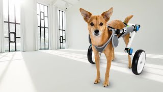 Dog Wheelchairs Fordable Dog Wheelchair for Back Legs [upl. by Carolus]