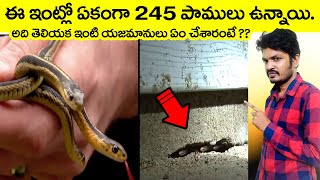 🔵 Top Interesting and Unknown Facts in Telugu  biggest snakes in the world  virinchi facts telugu [upl. by Stelu]