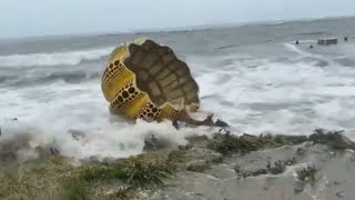 Yayoi Kusamas Pumpkin swept away by a typhoon in Japan [upl. by Anitsrihc975]