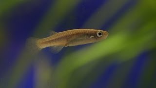 Saving the Corfu Killifish [upl. by Aniuqal]