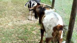 Crazy Horny Goat Buck in rut blubbering [upl. by Whitson]