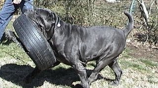 Largest Neapolitan Mastiff Champion BestinShow winner CH Samson [upl. by Ricardama]