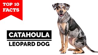 Catahoula Leopard Dog  Top 10 Facts [upl. by Yerffeg]