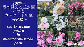 【2024年 港の見える丘公園「バラとカスケードの庭」vol12】rose amp cascade garden in minatonomieruoka park [upl. by Nerland807]