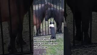 Boston terrier friends with horses for life bostonterrier horse love life cute viral [upl. by Stacia]