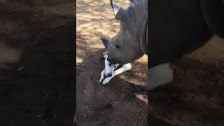 Special moments between a rhino and a dog [upl. by Lear]