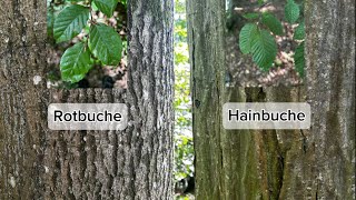 Hainbuche oder Rotbuche Unterschiede erkennen [upl. by Lockwood]