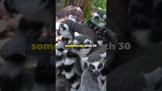 Amazing Ringtailed Lemur Facts You Didnt Know 🦊🌿 LemurFacts Wildlife nature [upl. by Ingunna]