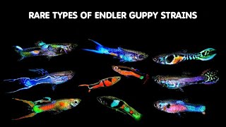 RARE TYPES OF ENDLER GUPPIES  TYPES OF ENDLER  ENDLER LIVEBEARER PART 2 [upl. by Ebsen640]