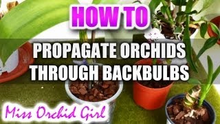 Propagating Orchids through backbulbs  Great way to increase your Orchid collection [upl. by Jacinta]