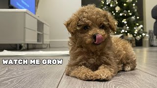 Toy Poodle Puppy To Fully Grown Adult Time Lapse [upl. by Eikkin89]