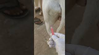 How vet saved Dog viral shortsanimals drfaisallilla vet shorts trending dog shortsfeed [upl. by Newby]