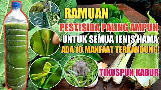 Pestisida Paling Ampuh Pukul KO Semua Jenis Hama Termasuk Tikus Kabur  Bahannya Ada Disekitar Kita [upl. by Dnalevets390]