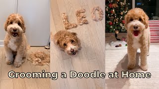 5 Steps on How to Groom a Labradoodle at Home  래브라두들 강아지 셀프 미용 Shorts [upl. by Lissi]