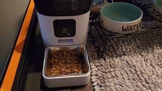 Raiden got a gift PAPIFEED Automatic Dog Feeder Review [upl. by Adamsun]