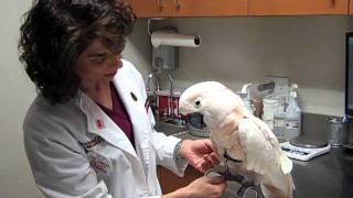 Dr Laurie Hess Examines a 58yearold Moluccan Cockatoo [upl. by Gavini]