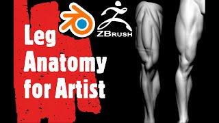 Leg Anatomy for Artist Tuturial BlenderZbrush [upl. by Nalla252]