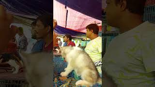 Galiff Street Pet Market Kolkata  Quality Dog Puppy at Cheap Price  shorts shortsfeeds [upl. by Roland]