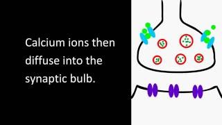 Synapse animation [upl. by Helga]