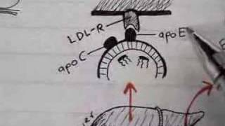 Gene Regulation and the Operon [upl. by Eiresed624]