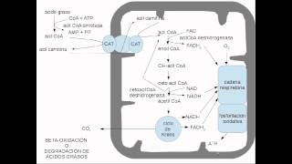 lipidos metabolismo [upl. by Patin]