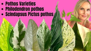 Pothos Varieties  Philodendron pothos  Scindapsus Pictus pothos  MOODY BLOOMS [upl. by Sopher]