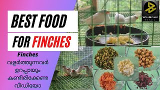 Best food for finches bird  in Malayalam  Finches വളർത്തുന്നവർ ഉറപ്പായും കണ്ടിരിക്കേണ്ട വീഡിയോ [upl. by Iblehs]