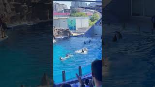 🐬🐬Dolphinarium Batumi youtubeshorts dolphinarium batumi beach dolphin youtube summer 🐬🐬🐬 [upl. by Renferd]