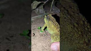 Funny frog frog boing boing funny  funny animal  funny froggy  funny Toad [upl. by Anivlis541]