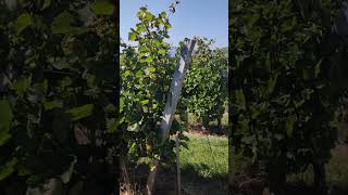 Furmint variety  Higher yield sugar and immunity of the vine 🥂🍇 to fungal diseases with ekofertile [upl. by Schuler]