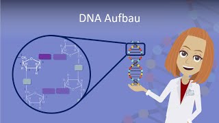 DNA Aufbau leicht erklärt [upl. by Shriner]