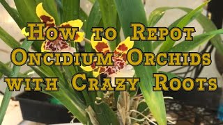 Oncidium Orchids Care How to Repot an Oncidium Orchid with Crazy Roots [upl. by Nyrad530]