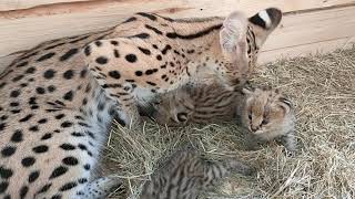 SERVAL  ANAK INDONESIA  Jamsembilan Cattery [upl. by Aelyk]