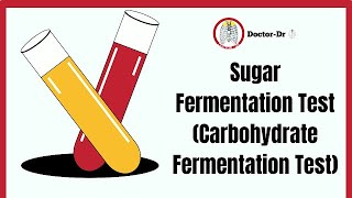 Carbohydrate Sugar Fermentation Test  Biochemical Test  Microbiology Laboratory Techniques [upl. by Jerrold]