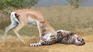 OMG Gazelle Knock Down Herd Cheetah With Their Horns To Rescue His Baby  Lions vs Buffalo [upl. by Lemrej483]